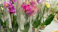 What To Know Before Attempting To Repot Your Orchid From Aldi