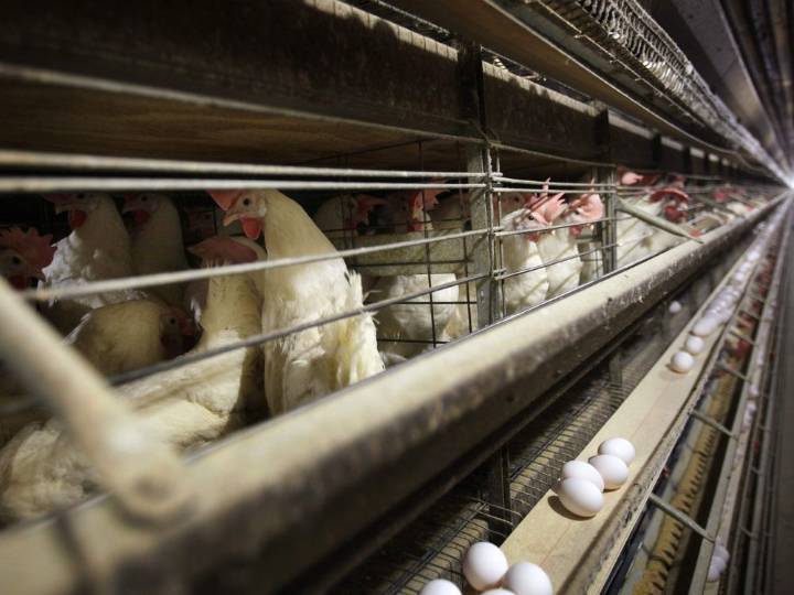 Avian flu on the rise in B.C., nine outbreaks confirmed this month in poultry flocks