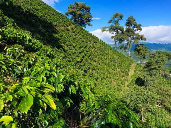 Cosecha de café en Colombia alcanza su mejor nivel en décadas