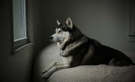 Causa para juicio contra mujer imputada de abandonar perro
