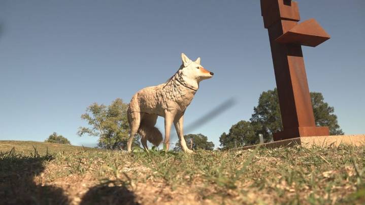 Coyote decoys successfully deter geese at Knoxville park
