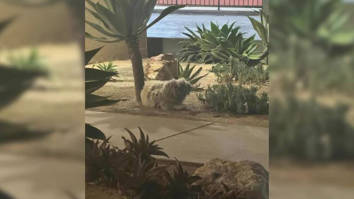 California Dog Camped Outside Restaurant For Months Hoping For A Family To Adopt Him