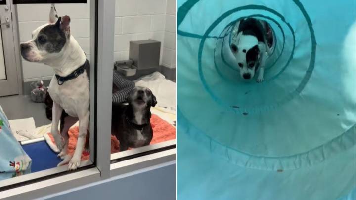Florida Shelter Dogs Wait For A Miracle After Losing Their Beloved Owner
