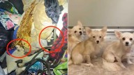 13 Pets Found In California Apartment So Full Of Trash They Had To Dig Tunnels To Move