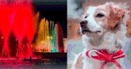 Circuito Mágico del Agua realizará un homenaje al Perro Pastor Chiribaya: ¿a qué hora inicia el evento?