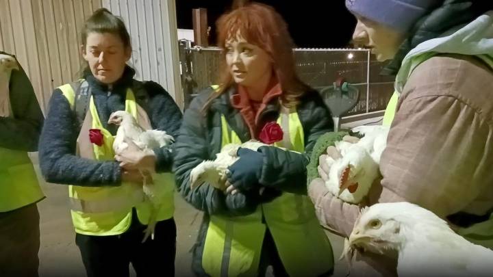 Animal rights activist convicted for stealing four chickens, faces five years