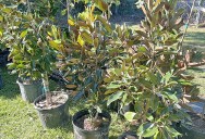 Come get a free tree