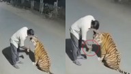Fact Check: Did A Man Really Feed Liquor To 'Displaced Tiger' In MP's Pench? Here's The Truth Behind Viral Video!
