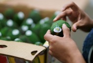 Gobierno establece acciones para garantizar exportación sustentable de aguacate