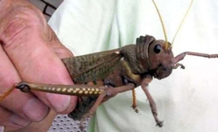 Declararon emergencia en la Patagonia por presencia de la Tucura Sapo