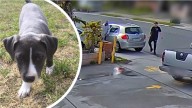 Thieves steal American Staffy ‘Poppy’ from Shoalwater home sparking police hunt