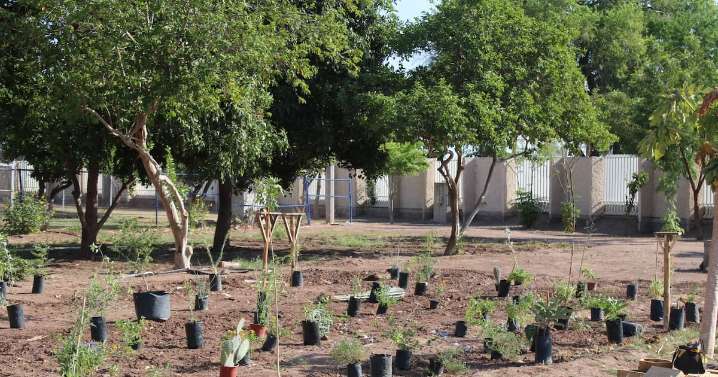 Tienen como meta restaurar cuenca: ¡plantarán más de 40 mil árboles!