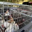 Over 200 animals rescued from alleged hoarding at Northport home, woman charged