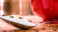 Chau a las hormigas: las frutas que las ahuyenta de forma natural