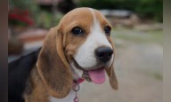 Chennai Corporation to impose fines on owners for not microchipping pets during door