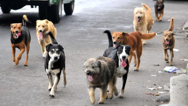 Lanzan campaña gratuita de esterilización de mascotas en Zapotlán el Grande