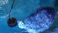 'Bubble Butt' Turtle helped through partnership with New Balance