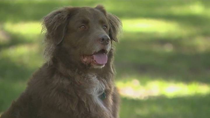 Service dog survives rattlesnake bite after life
