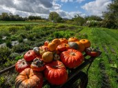 Pumpkin: A favorite sign of fall, with a bit of shady history