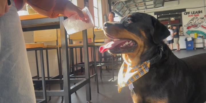Lincoln bar offers paws-itive opportunities for kids to play with dogs
