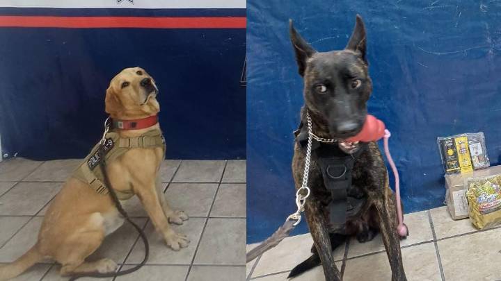 Buenos chicos. Agentes caninos descubren cargamento de droga en paqueterías de Torreón