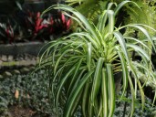 Adiós a la lengua de suegra: la planta de interior que purifica el aire y no es tóxica para mascotas