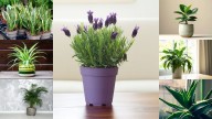 7 best indoor plants for health, air quality, and stress relief