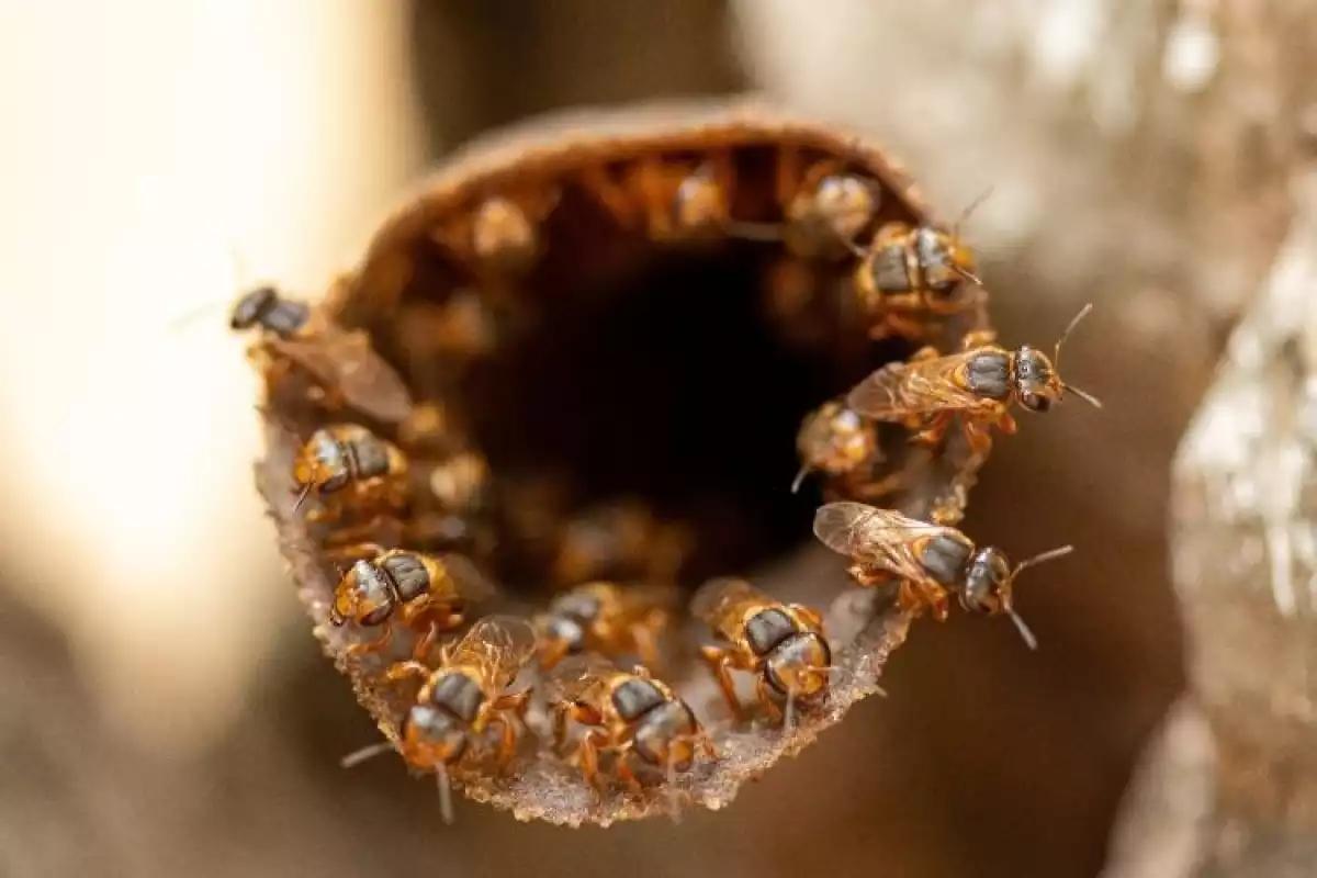 Biólogo advierte sobre la conservación de la abeja melipona para preservar la vida en los ecosistemas en Yucatán