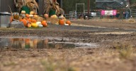 Rain forces popular pumpkin patch to close during peak weekend