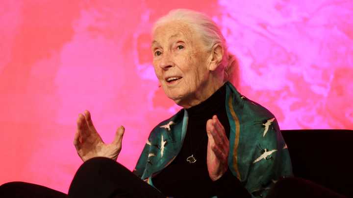 Renowned chimpanzee researcher Jane Goodall dies at 91