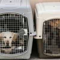In the doghouse: flying canines count as cargo, EU court rules