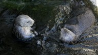 T-shirt worn by Taylor Swift sparks $2M windfall for sea otters