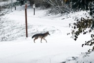 Coyote bites and chases child in Northeast Portland