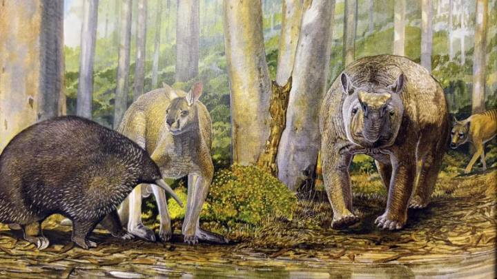 A new analysis of cuts in bone rethinks theory of how Australia’s First Peoples used large game