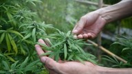 3 Best Marijuana Stocks to Buy in October