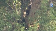 Watch: Bear family spotted in Southern California