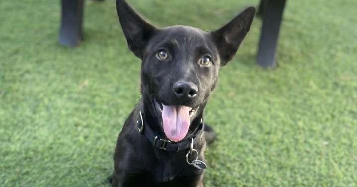 AWLA's Pawfect Match of the Week