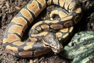 Baby python found in Orrington yard
