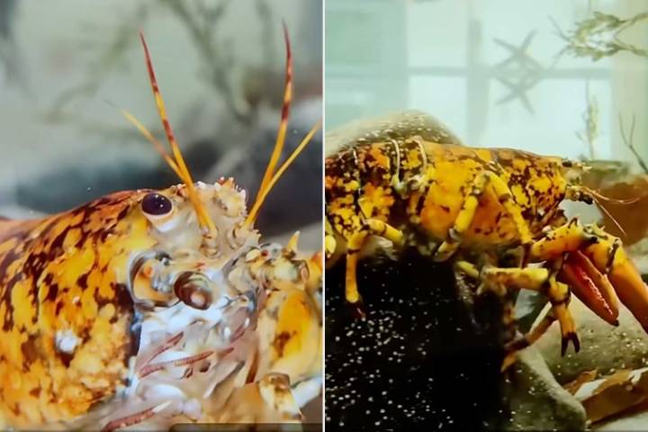 Rare Calico Lobster Named Jack-O'-Lantern for Halloween Caught in Mass.