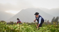 Perú impulsa acceso de productos agrícolas nacionales en 16 mercados internacionales