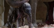 Columbus Zoo welcomes second Asian elephant calf this year