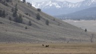 Hunter shoots, kills charging grizz near Island Park; IDFG rules self