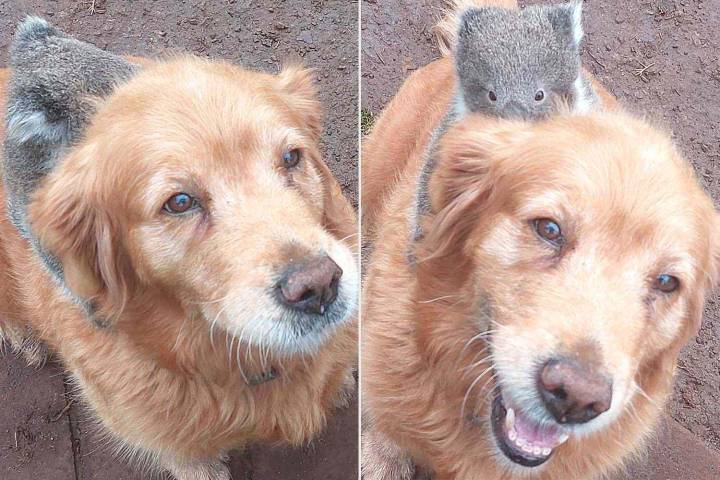 Golden Retriever Goes Viral for Giving Baby Koala a Piggyback Ride