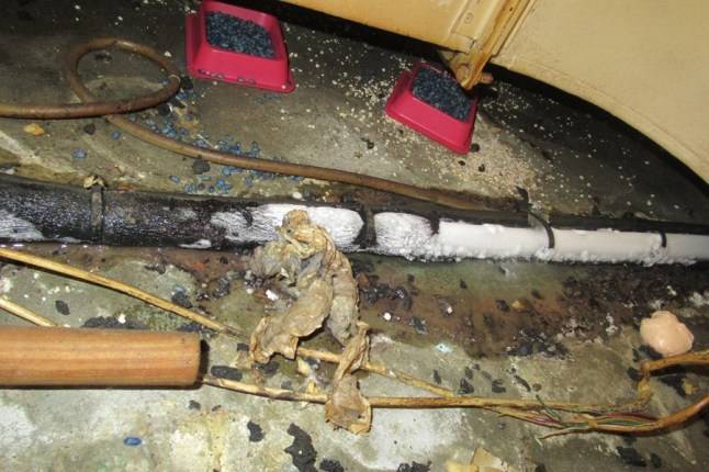 Pizza Hut franchise owner fined £39,000 after branch found crawling with rats