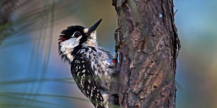 ‘Conservation at its best.’ Extirpated woodpecker returns to TN