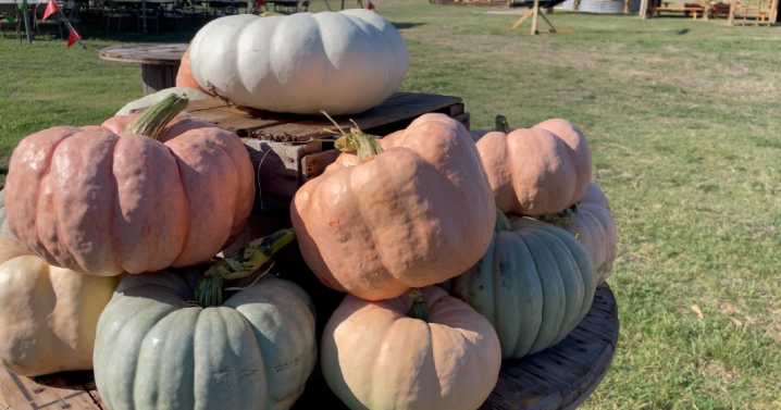 Don't trash, give treat: Bell County shelter wants your pumpkins
