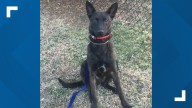 Graham police K9 Shadow dies after two years of service