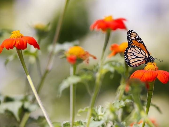 Quinte Conservation's Adopt an Acre supports pollinators and students