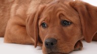 Este hallazgo lo cambia todo: descubren que los perros también lloran de emoción cuando ven a sus dueños