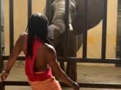 Entró al recinto de un elefante, lo provocó y terminó en problemas: "De influencer a delincuente"